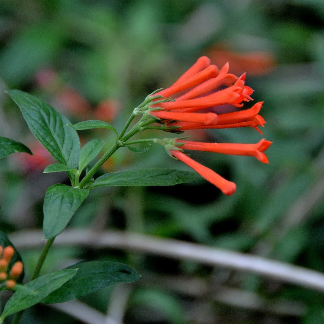 Бувардия длинноцветковая (Bouvardia longiflora)