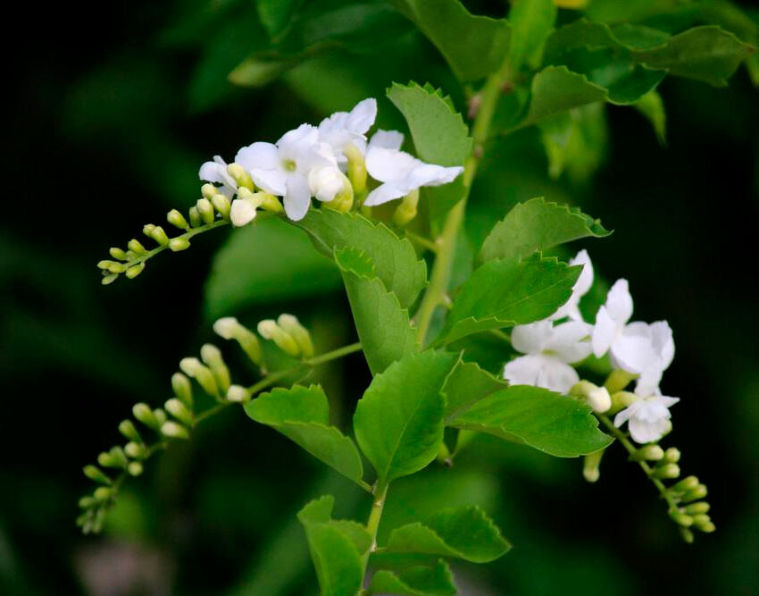 Дуранта erecta alba