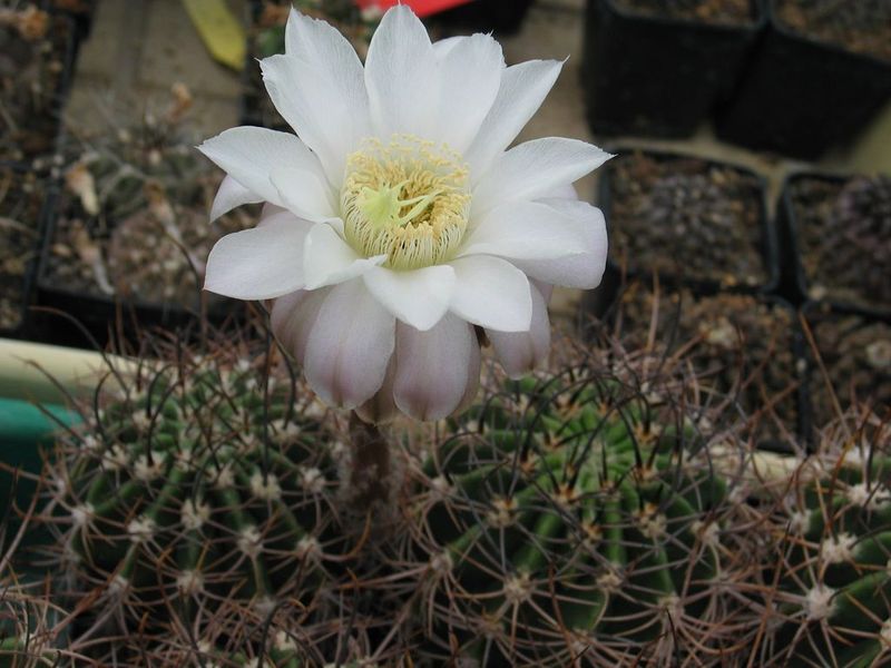 Эхинопсис белоцветковый (Echinopsis leucantha)