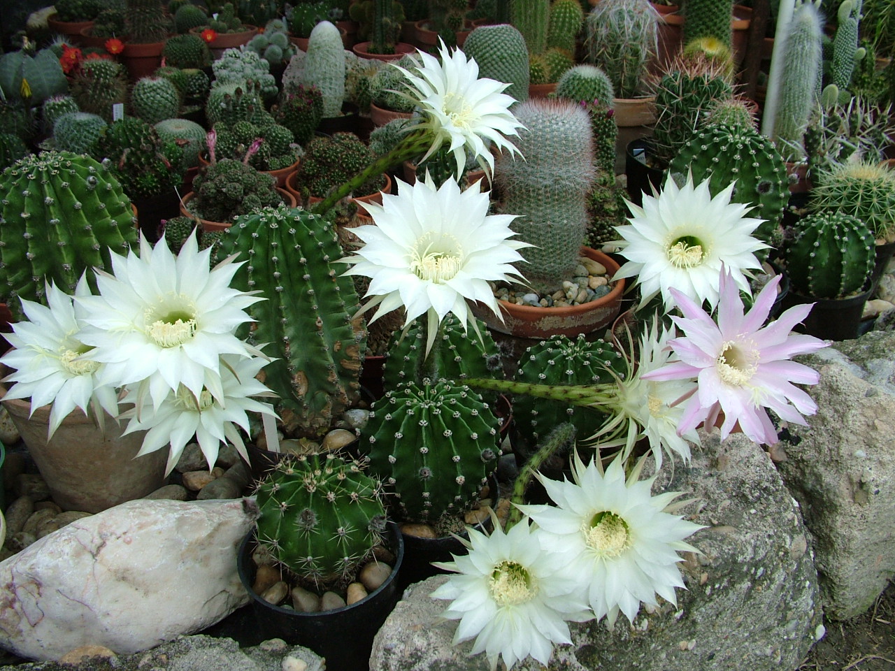 Эхинопсис Эйриеза (Echinopsis eyriesii)