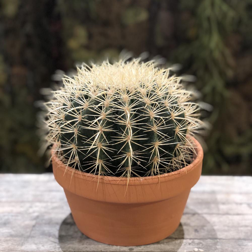 Эхинопсис Грузони (Echinopsis grusonii)