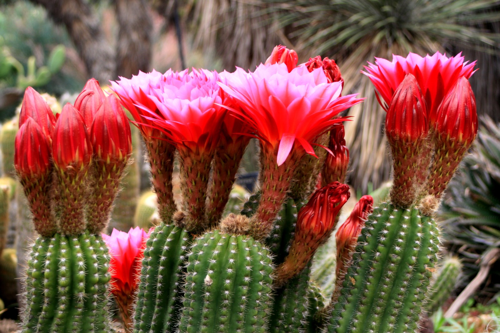 Эхинопсис Хуаша (Echinopsis huascha)