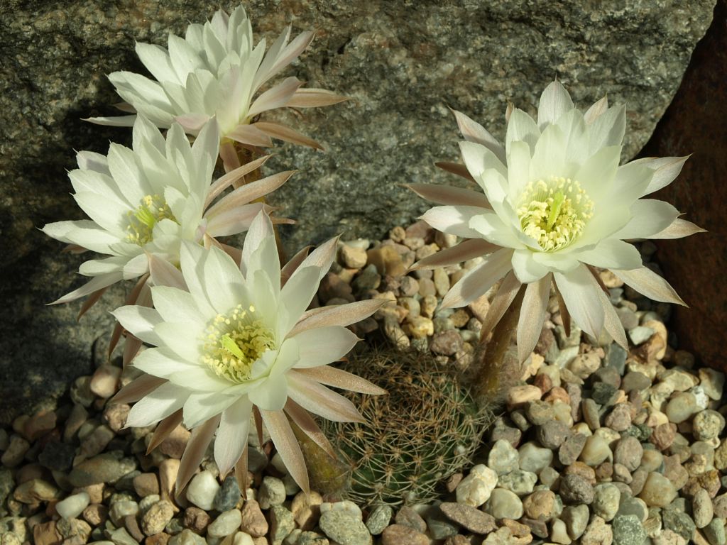 Эхинопсис крючконосный (Echinopsis ancistrophora)