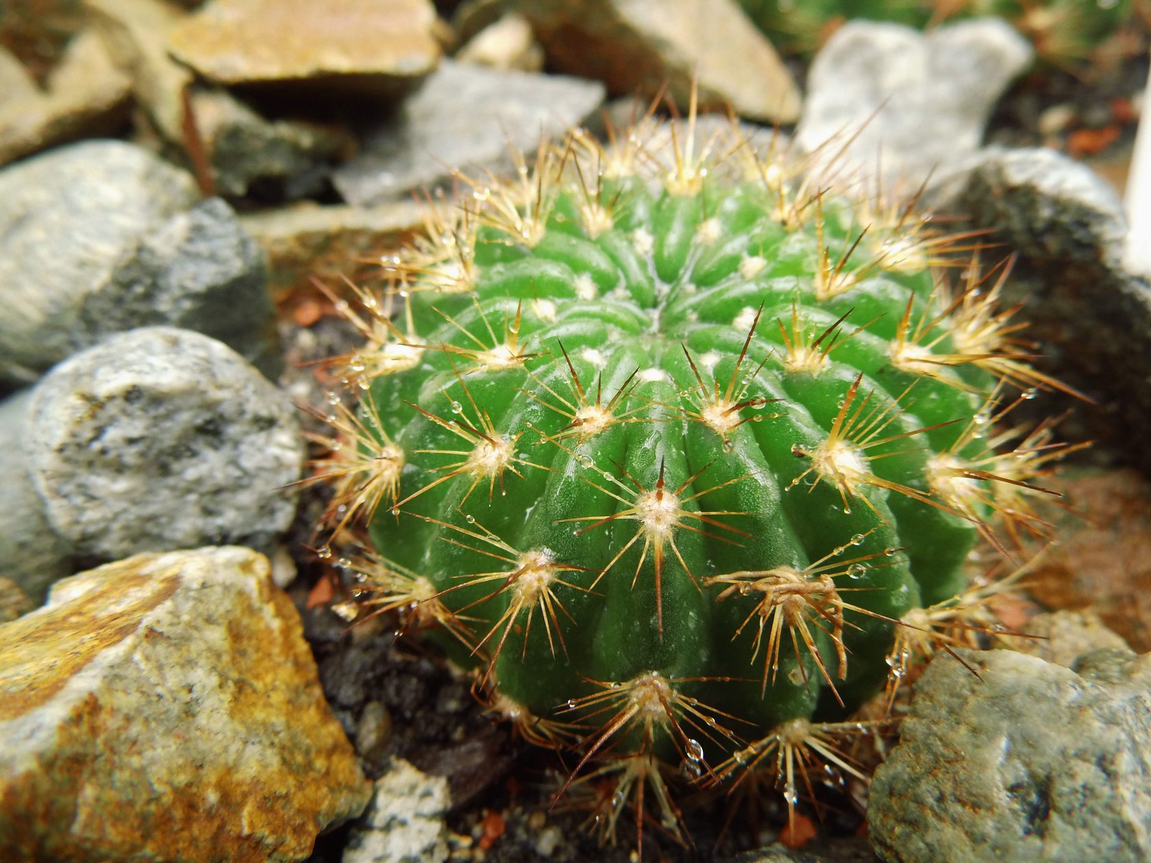 Эхинопсис мамиллоза (Echinopsis mamillosa)