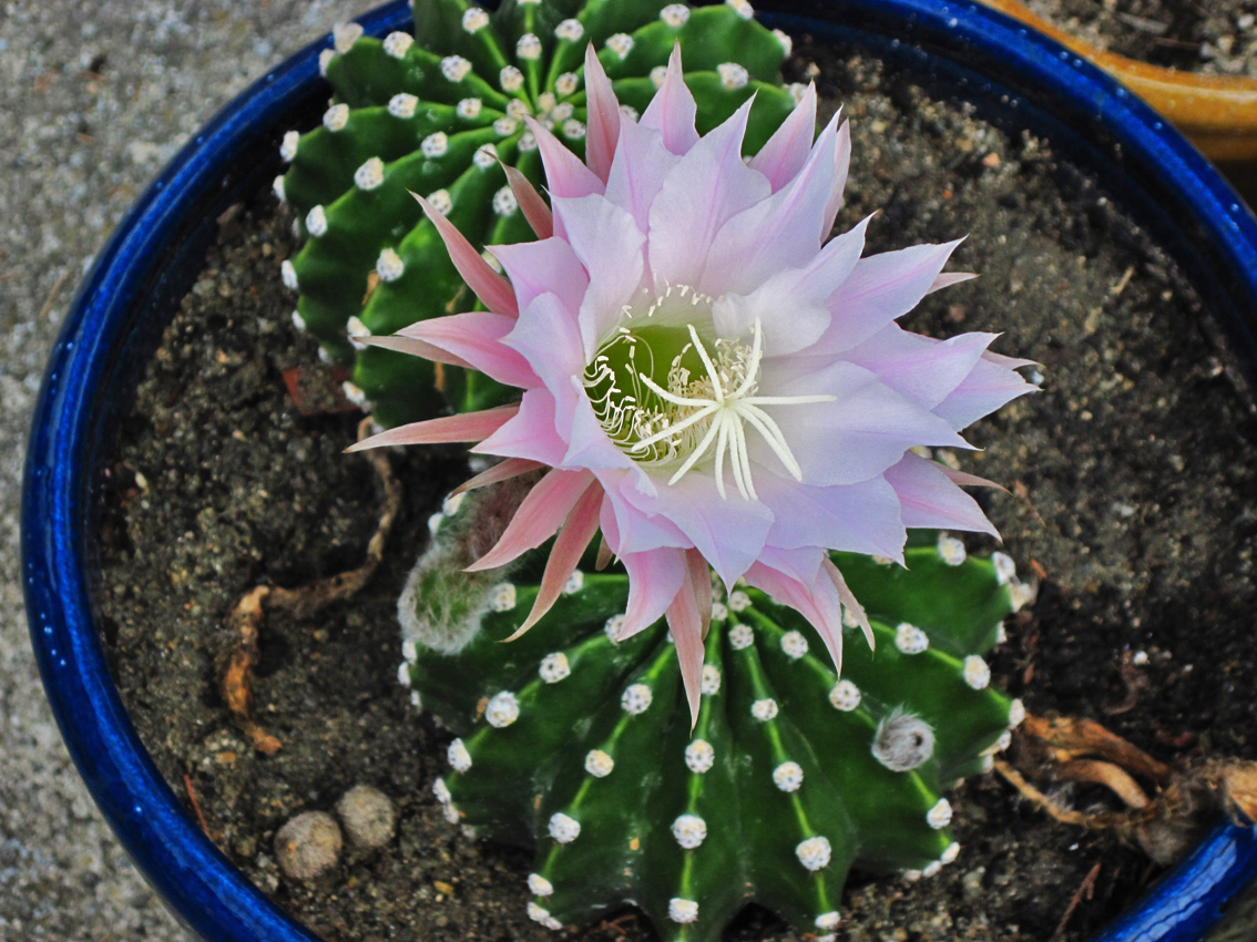 Эхинопсис острогранный (Echinopsis oxygona)