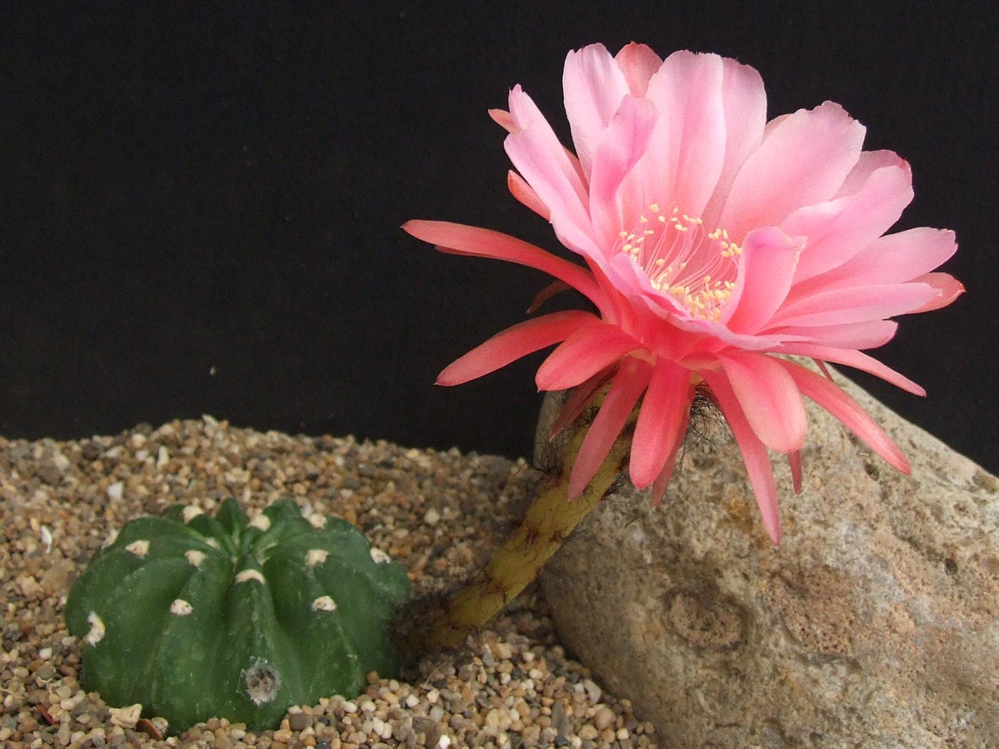 Эхинопсис субденудата (Echinopsis subdenudata)