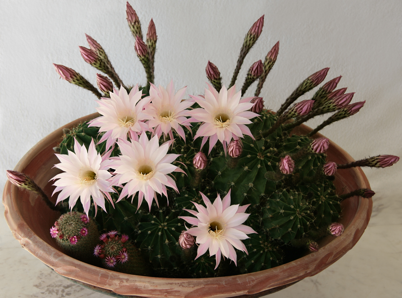 Эхинопсис трубкоцветный (Echinopsis tubiflora)