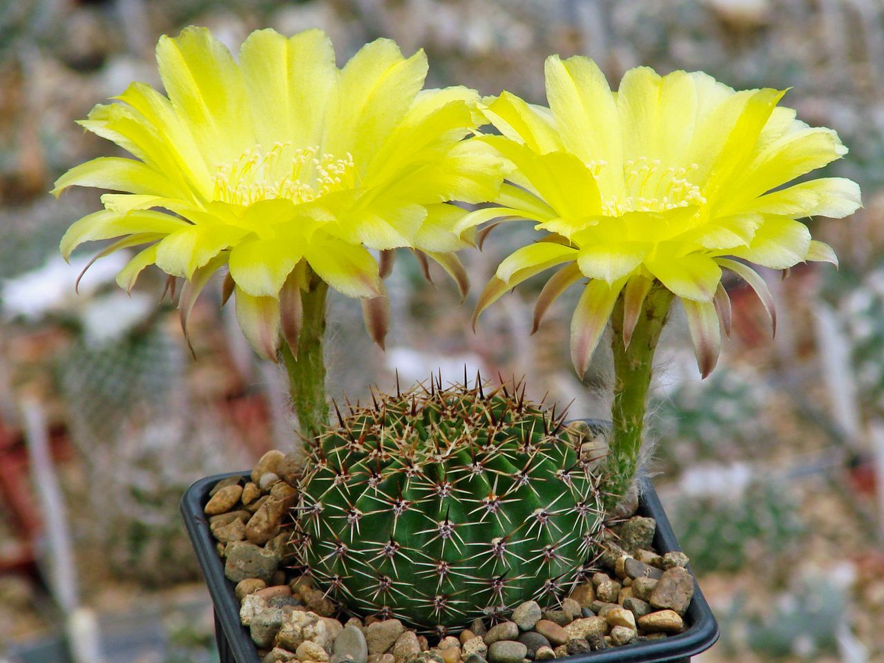 Эхинопсис золотистый (Echinopsis aurea)