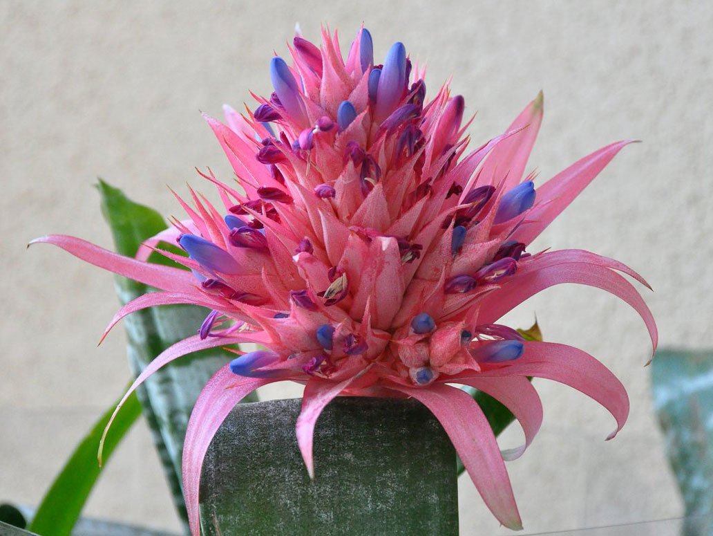 Эхмея (Aechmea)