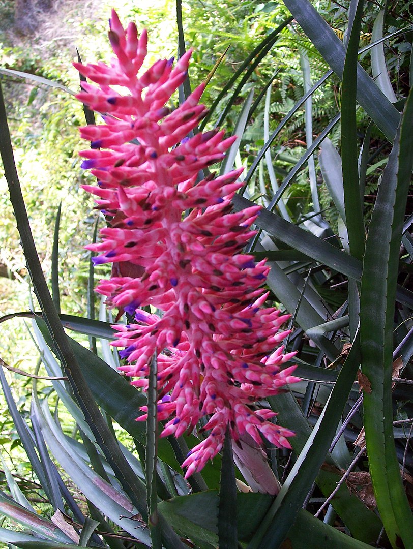 Эхмея двурядная (Aechmea distichantha)