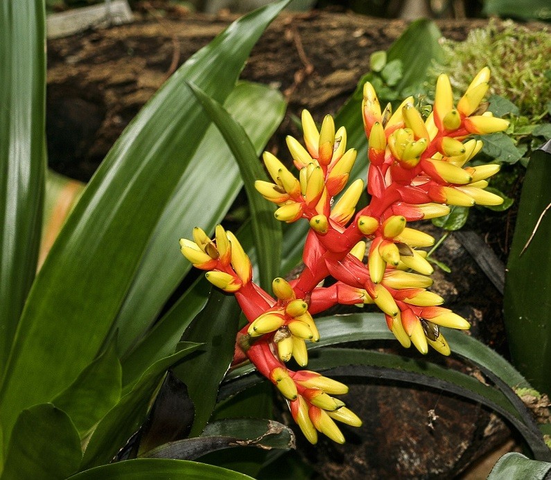 Эхмея хвостатая (Aechmea caudata)