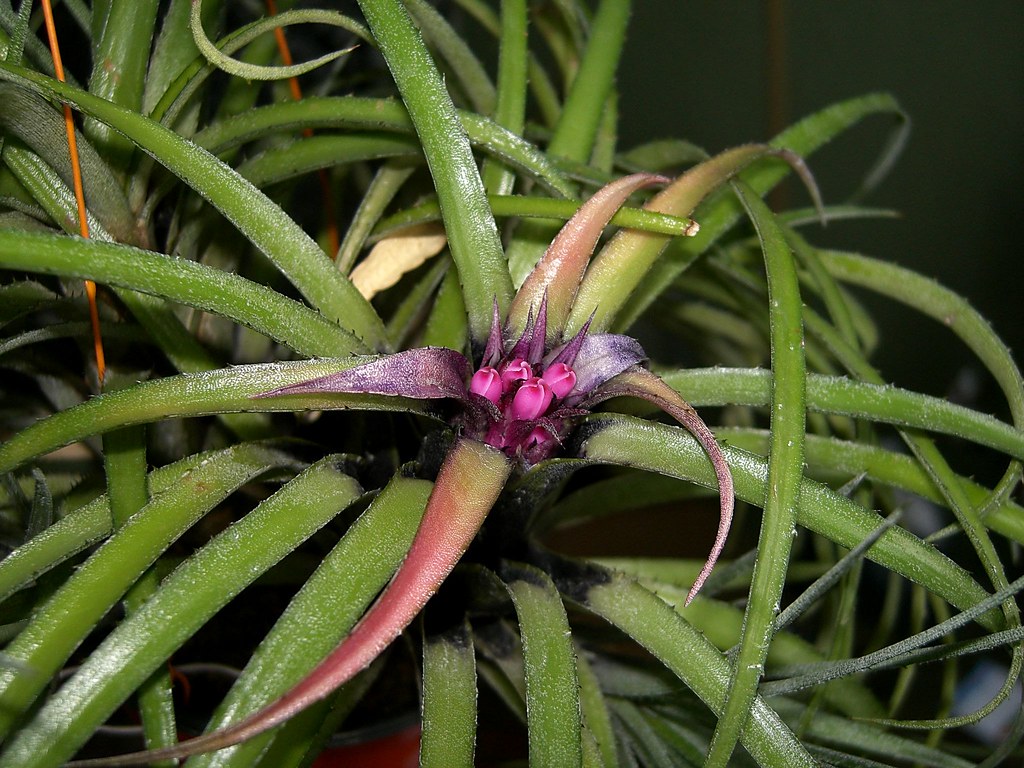 Эхмея изогнутая (Aechmea recurvata)