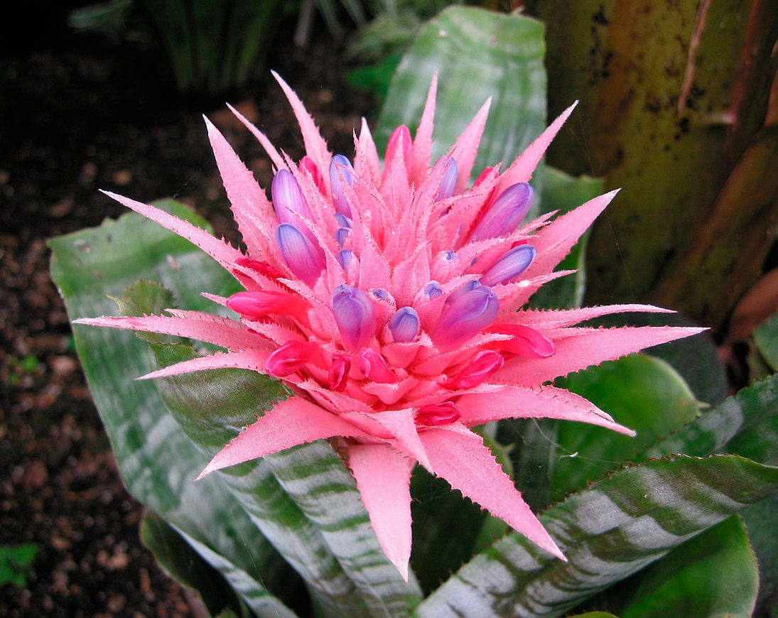 Эхмея полосатая (Aechmea fasciata)