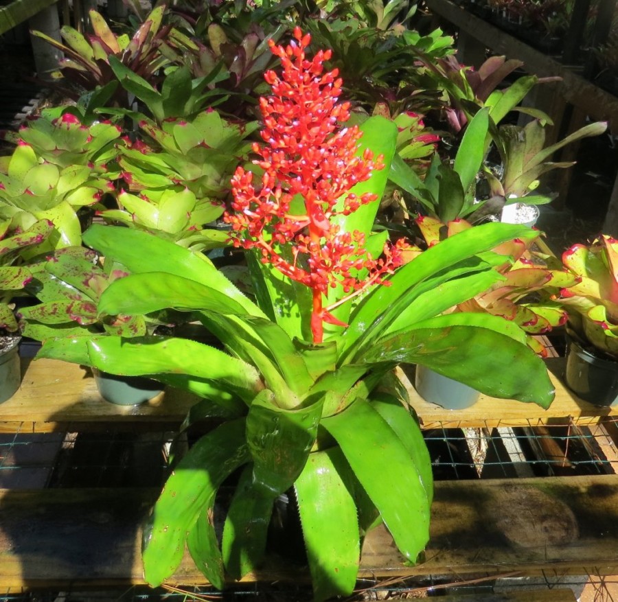 Эхмея сверкающая (Aechmea fulgens)