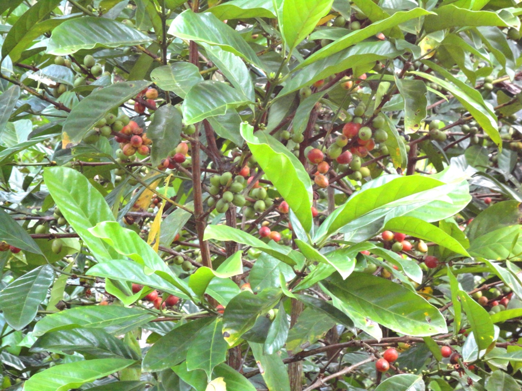 Эксцельза, эксцельса (Coffea Excelsa)