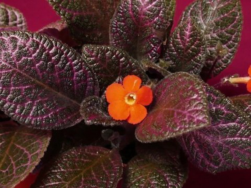 Эписция медно-красная (Episcia cupreata)