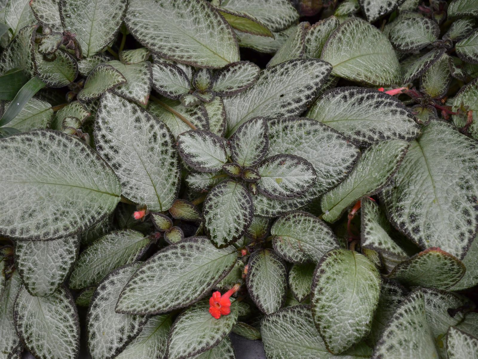 Эписция ползучая (Episcia reptans)