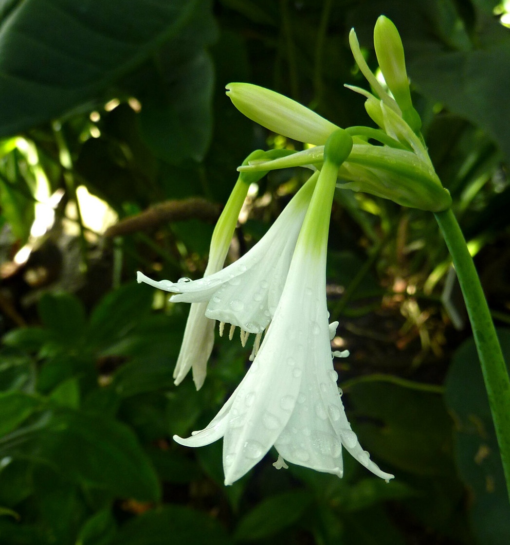 Эухарис беззубчатый (Eucharis subedentata)