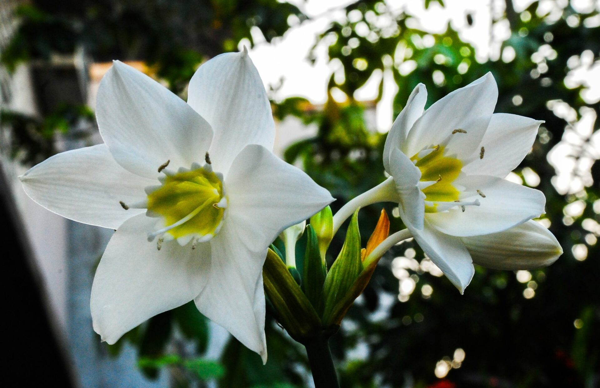 Эухарис крупноцветковый (Eucharis grandiflora)