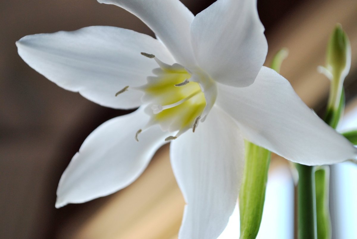 Эухарис Мастерса (Eucharis mastersii)