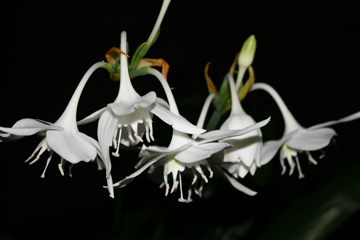 Эухарис Сандера (Eucharis sanderi)