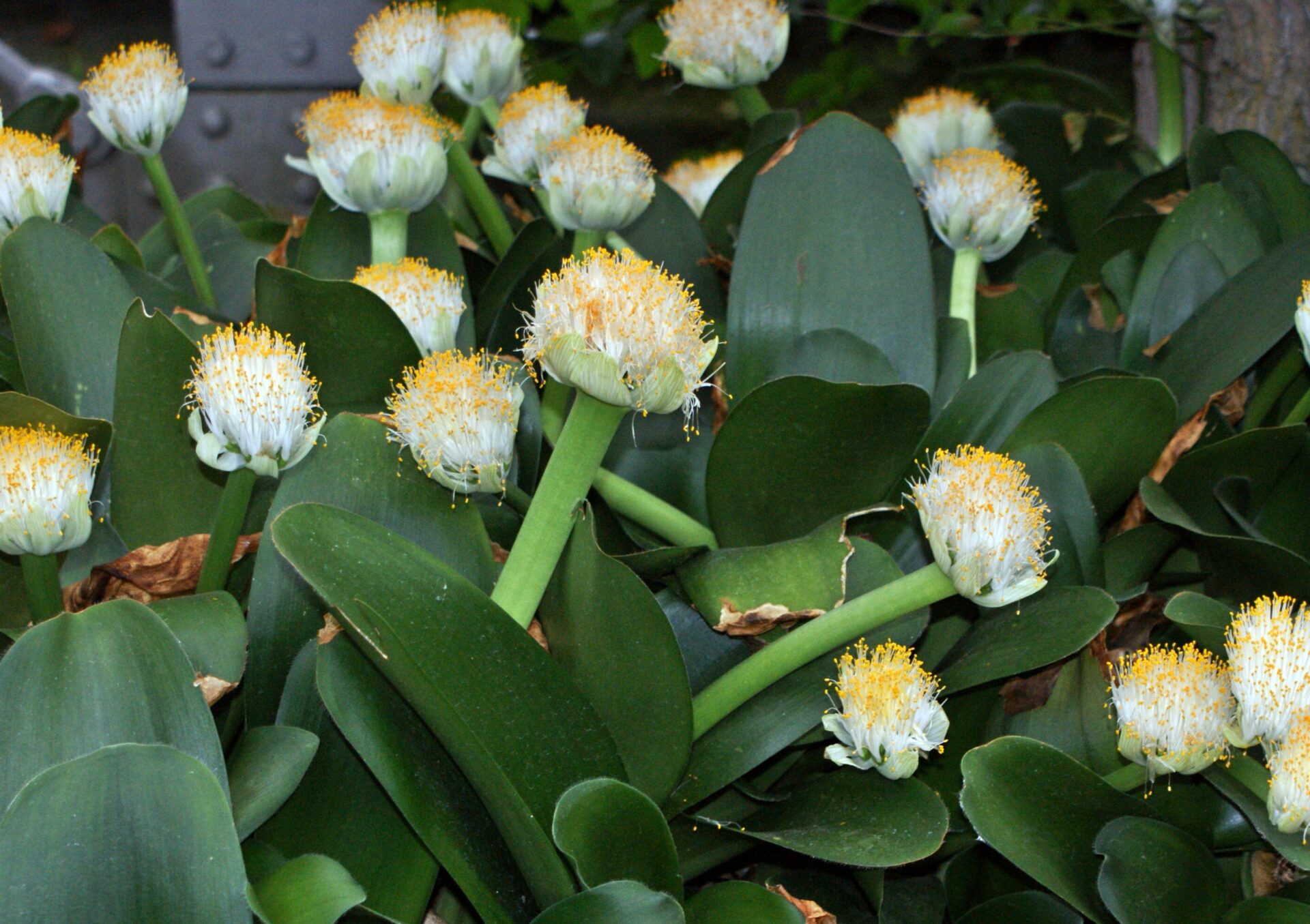 Гемантус белоцветковый (Haemanthus albiflos)