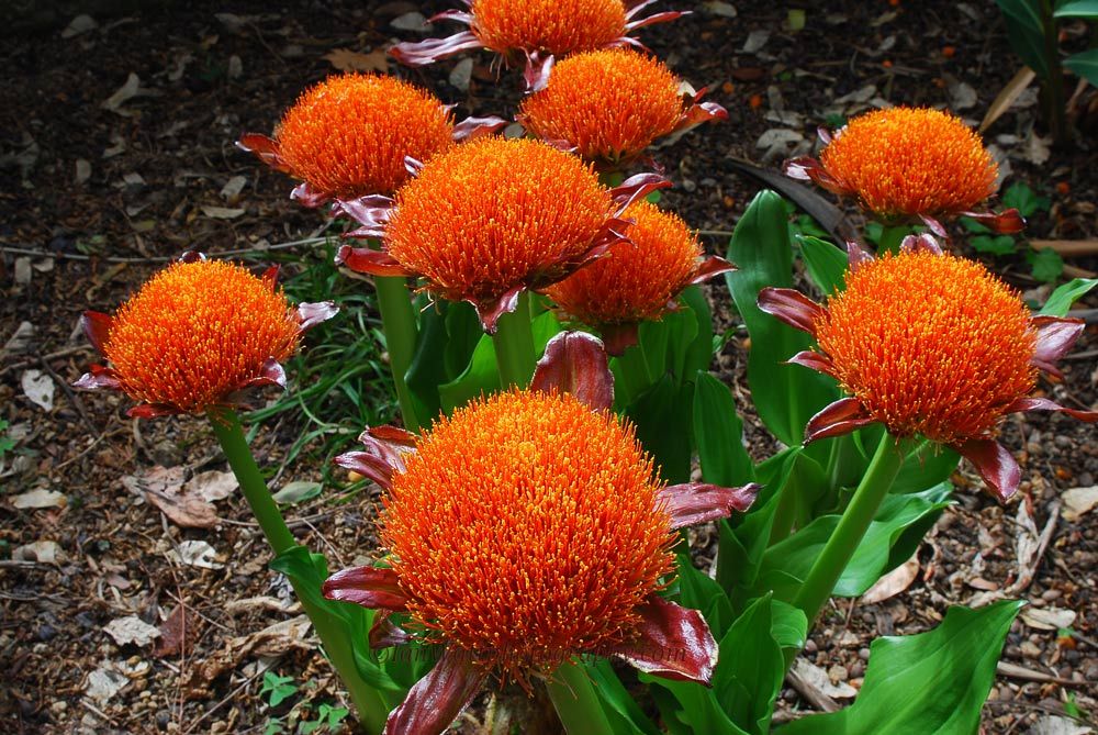 Гемантус Гранатный (Haemanthus puniceus)