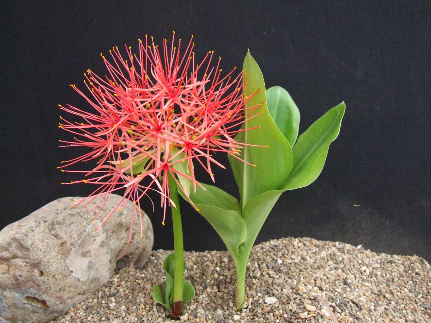 Гемантус Линдена (Haemanthus lindenii)