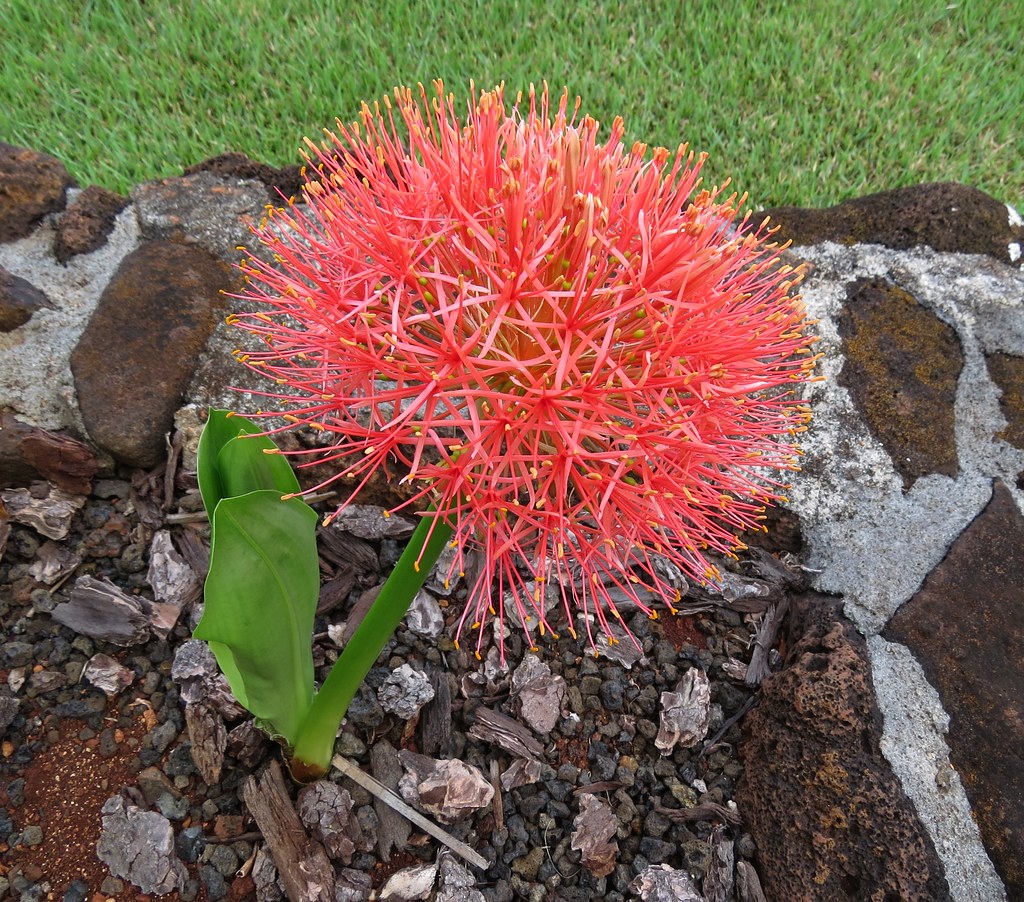 Гемантус многоцветковый (Haemanthus multiflorus)