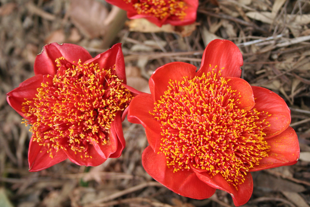 Гемантус Шарлаховый (Haemanthus coccineus)