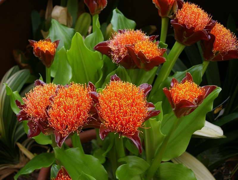 Гемантус Тигровый (Haemanthus tigrinus)