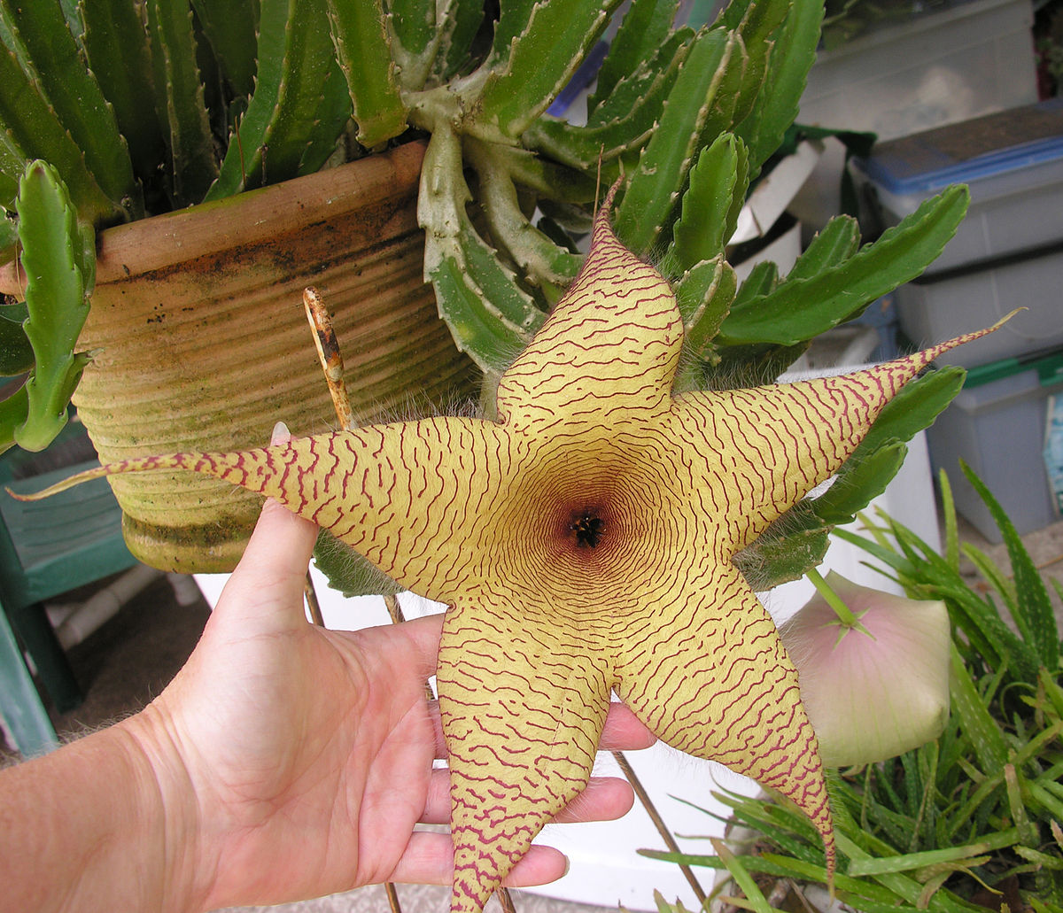 Гигантская (Stapelia gigantea)