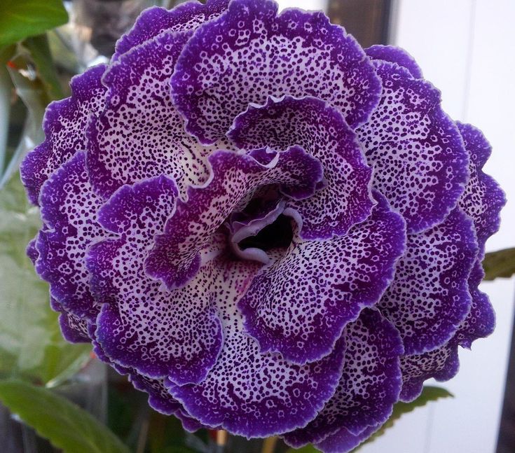 Глоксиния королевская (Gloxinia regina)