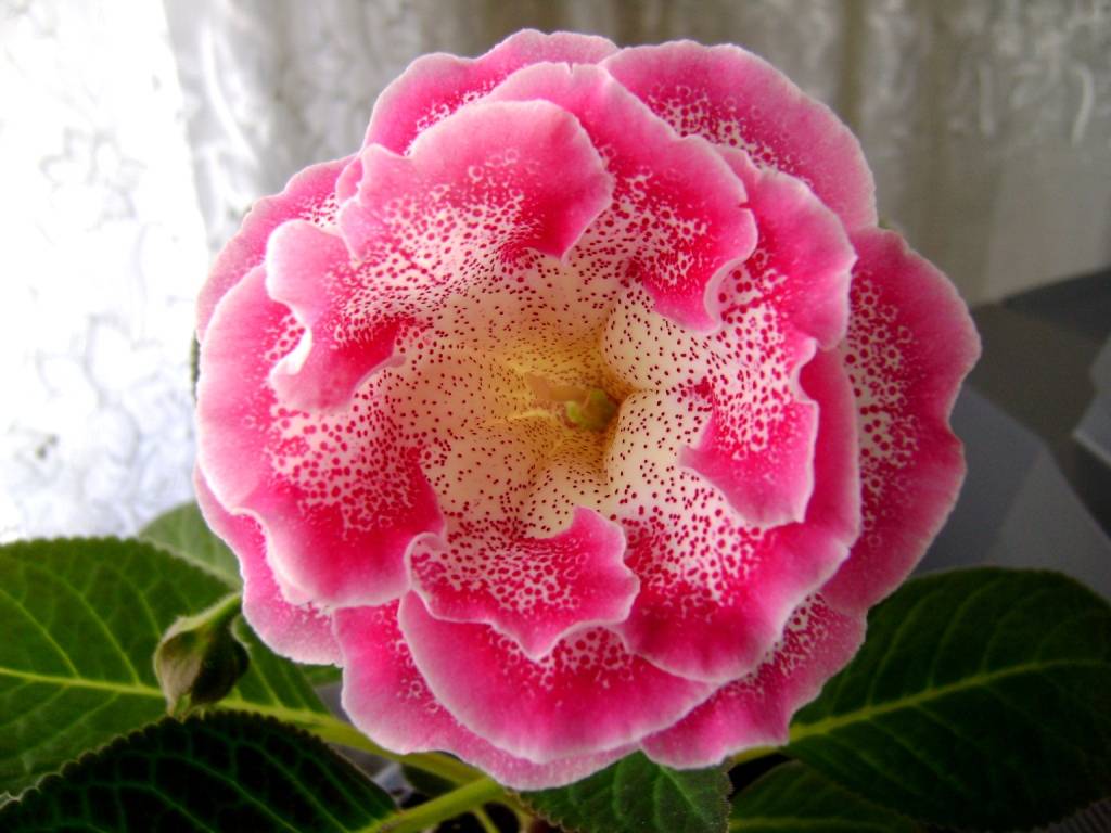 Глоксиния прекрасная (Gloxinia speciosa)