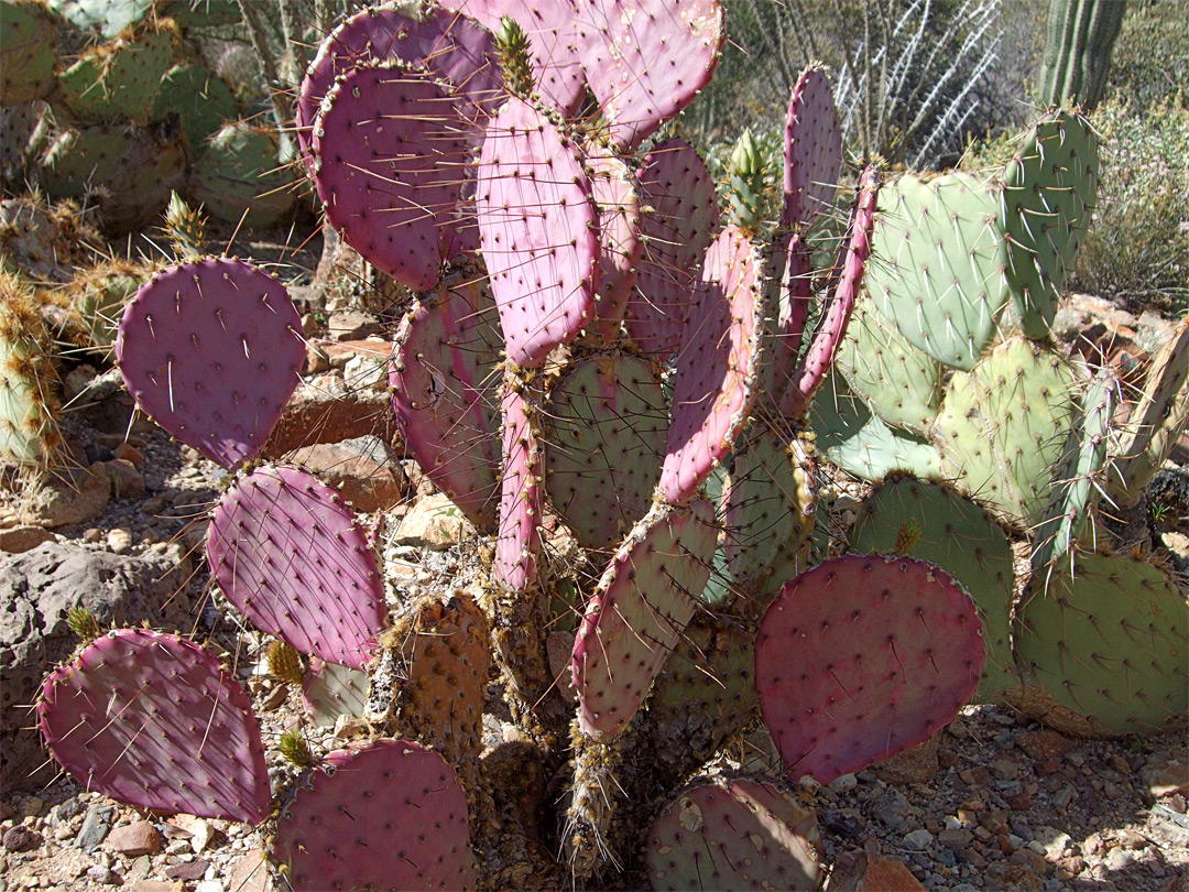 Госселина (Opuntia gosseliniana)