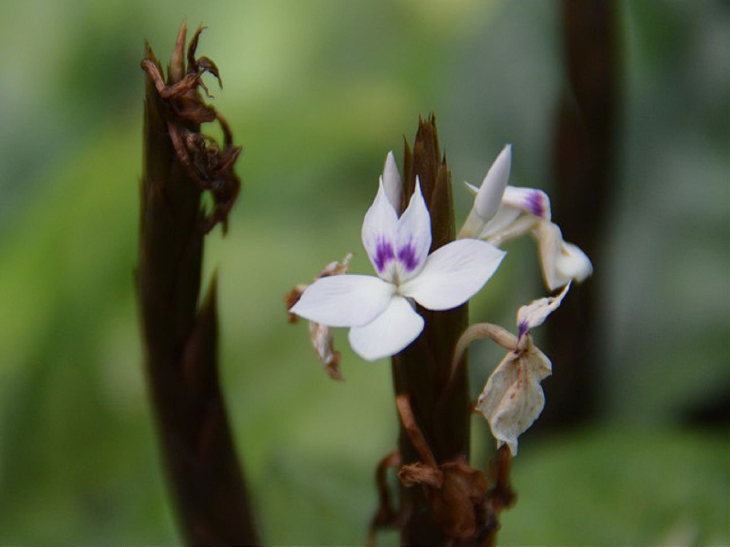 Гвинейская (Crossandra guineensis)