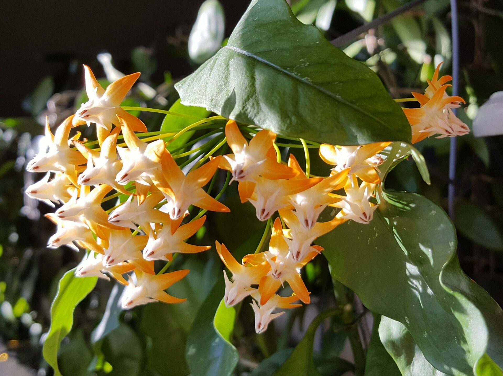 Хойя Мультифлора (Hoya Multiflora)