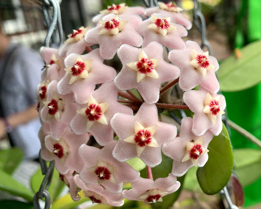 Хойя Мясистая (Hoya Carnosa)