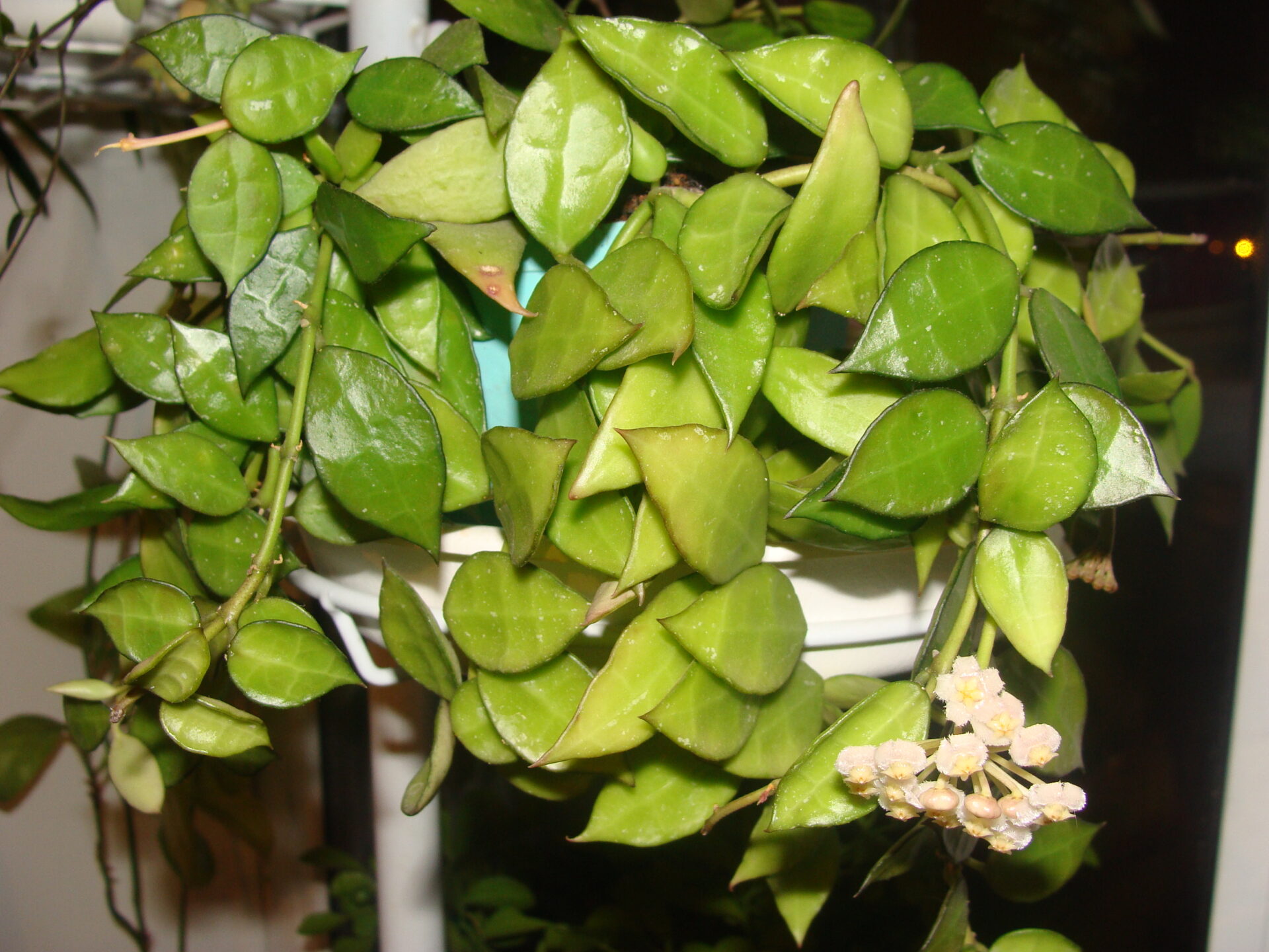 Хойя Вогнутая (Hoya Lacunosa)