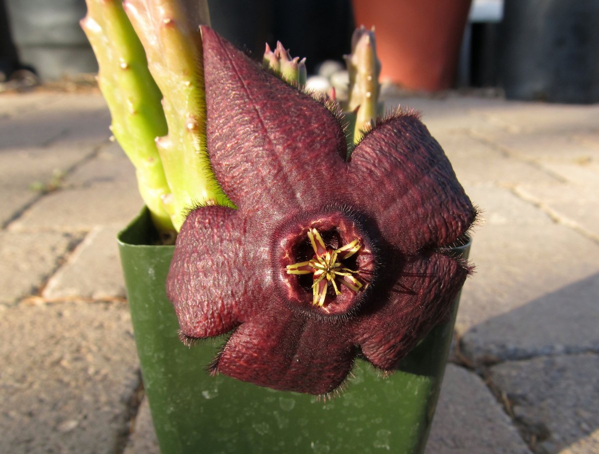 Изменчивая (Stapelia mutabilis)