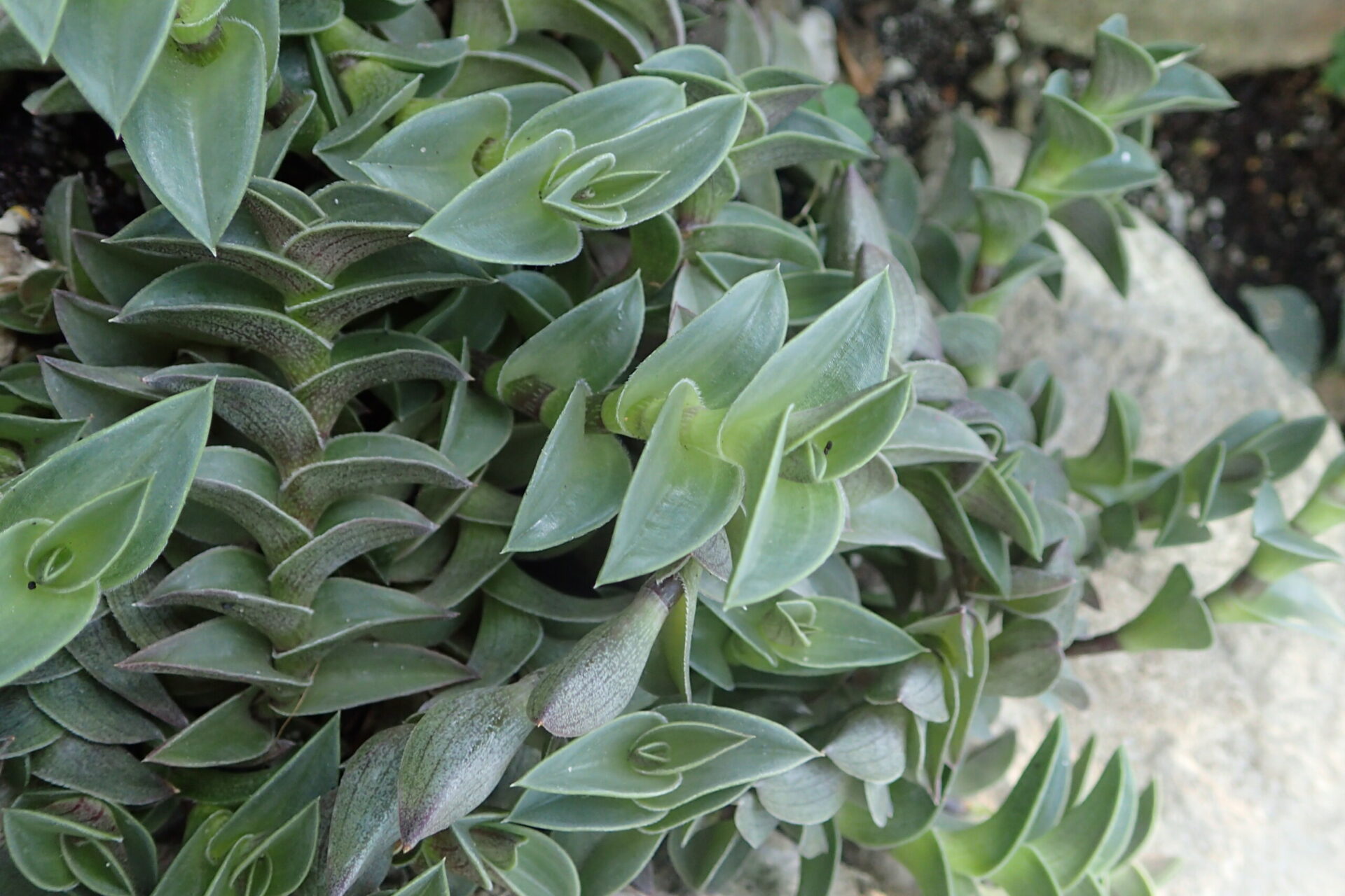 Каллизия ладьевидная (Callisia navicularis)