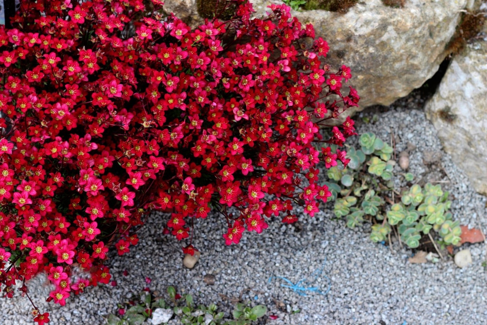 Камнеломка Арендса (Saxifraga arendsi)