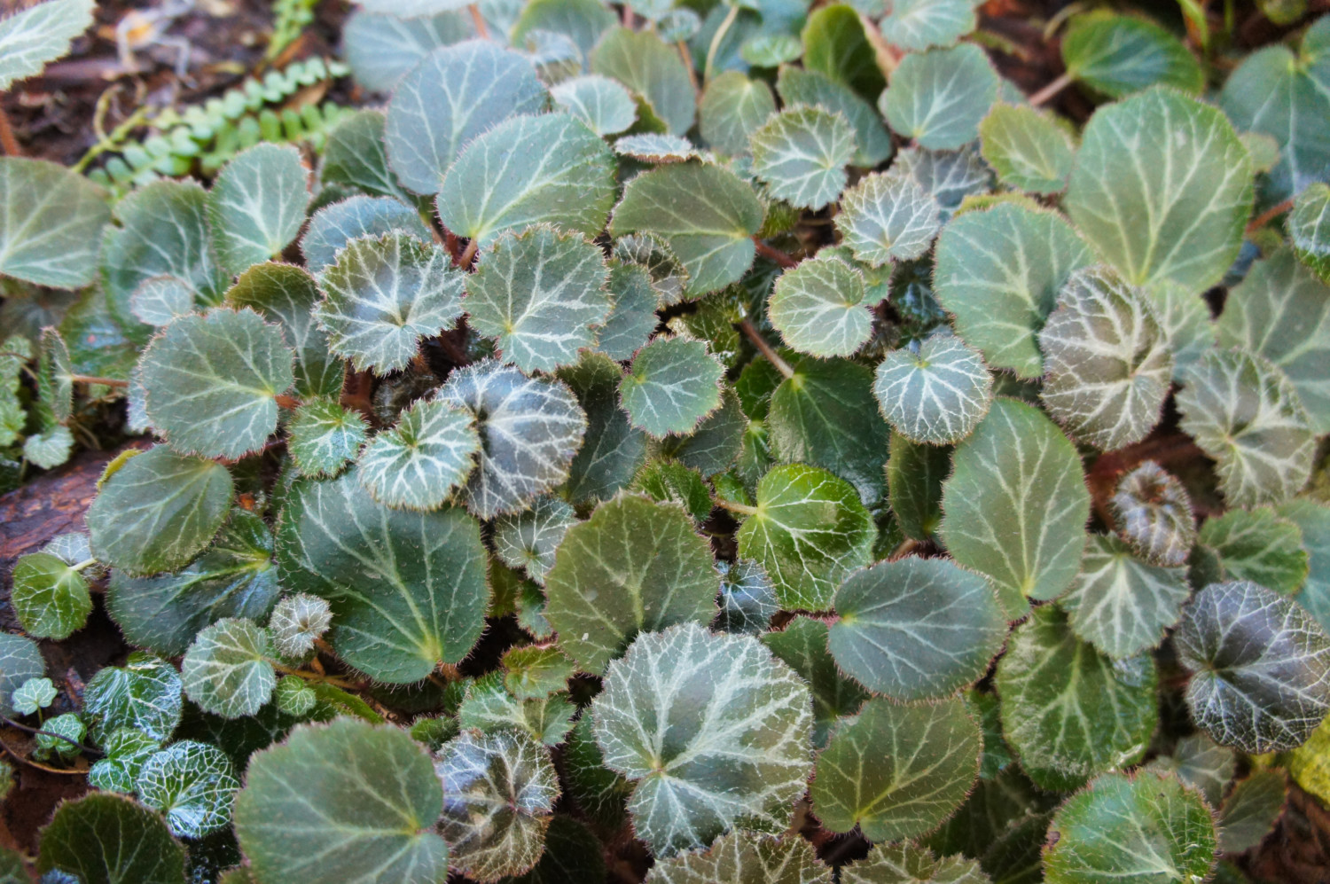 Камнеломка плетеносная  (Saxifraga stolonifera)