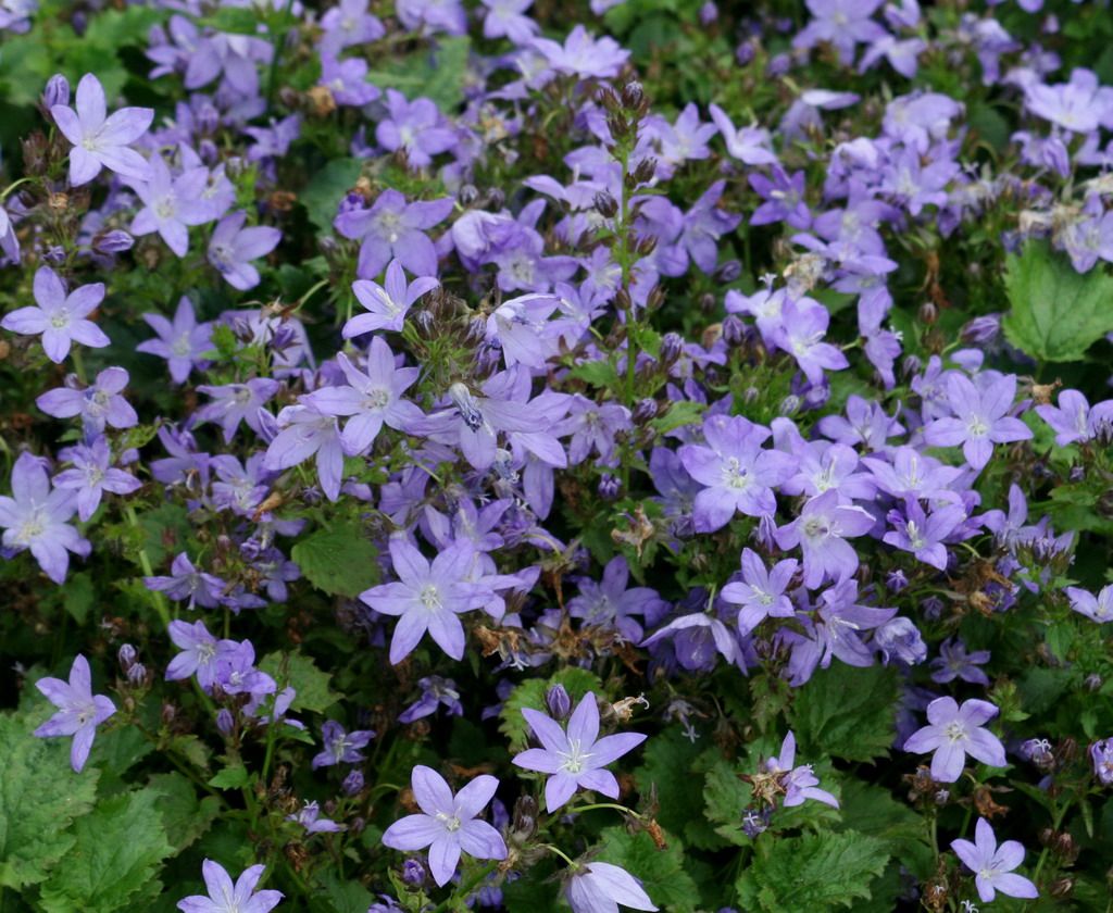 Кампанула Блауранка (Campanula Blauranke)