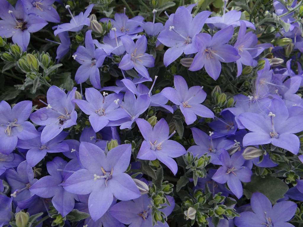 Кампанула изофилла или равнолистная (Campanula isophylla)