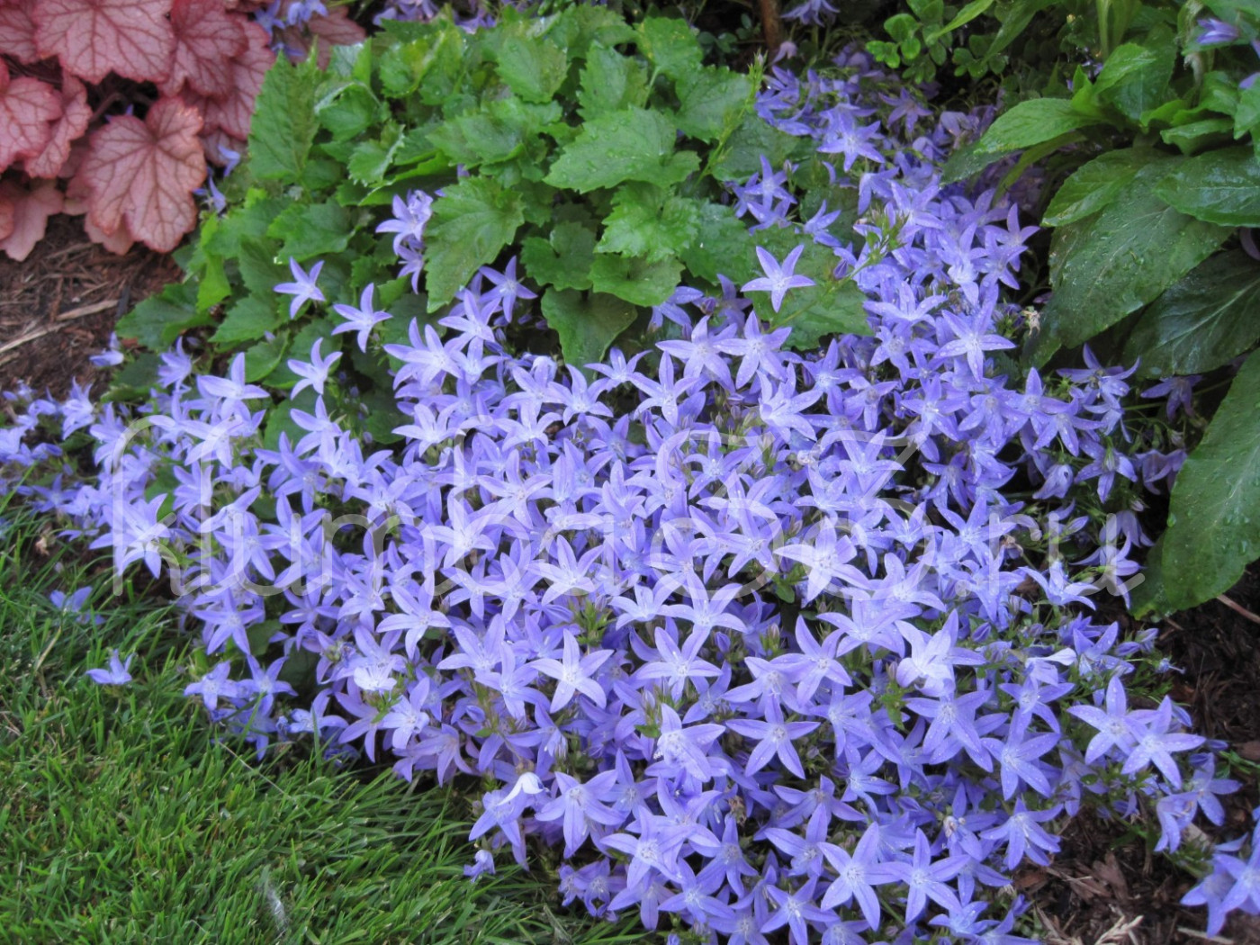 Кампанула пожарского (Campanula Poscharskyana)