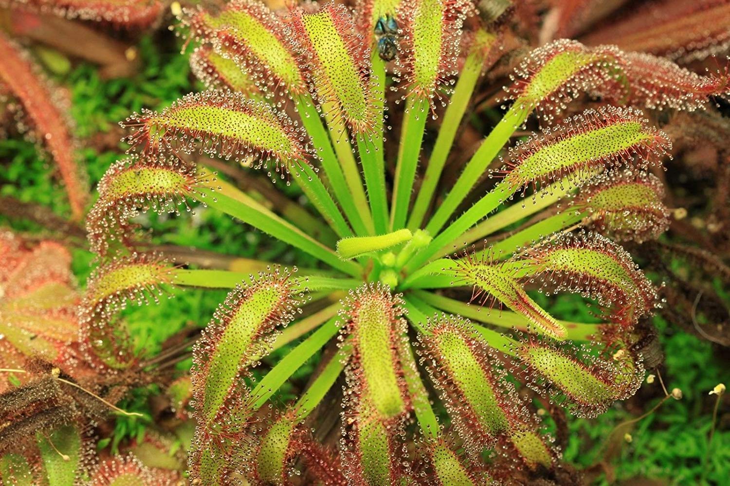 Капская (Drosera capensis)