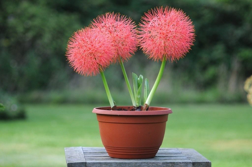 Катарина (Haemanthus Katherinae)