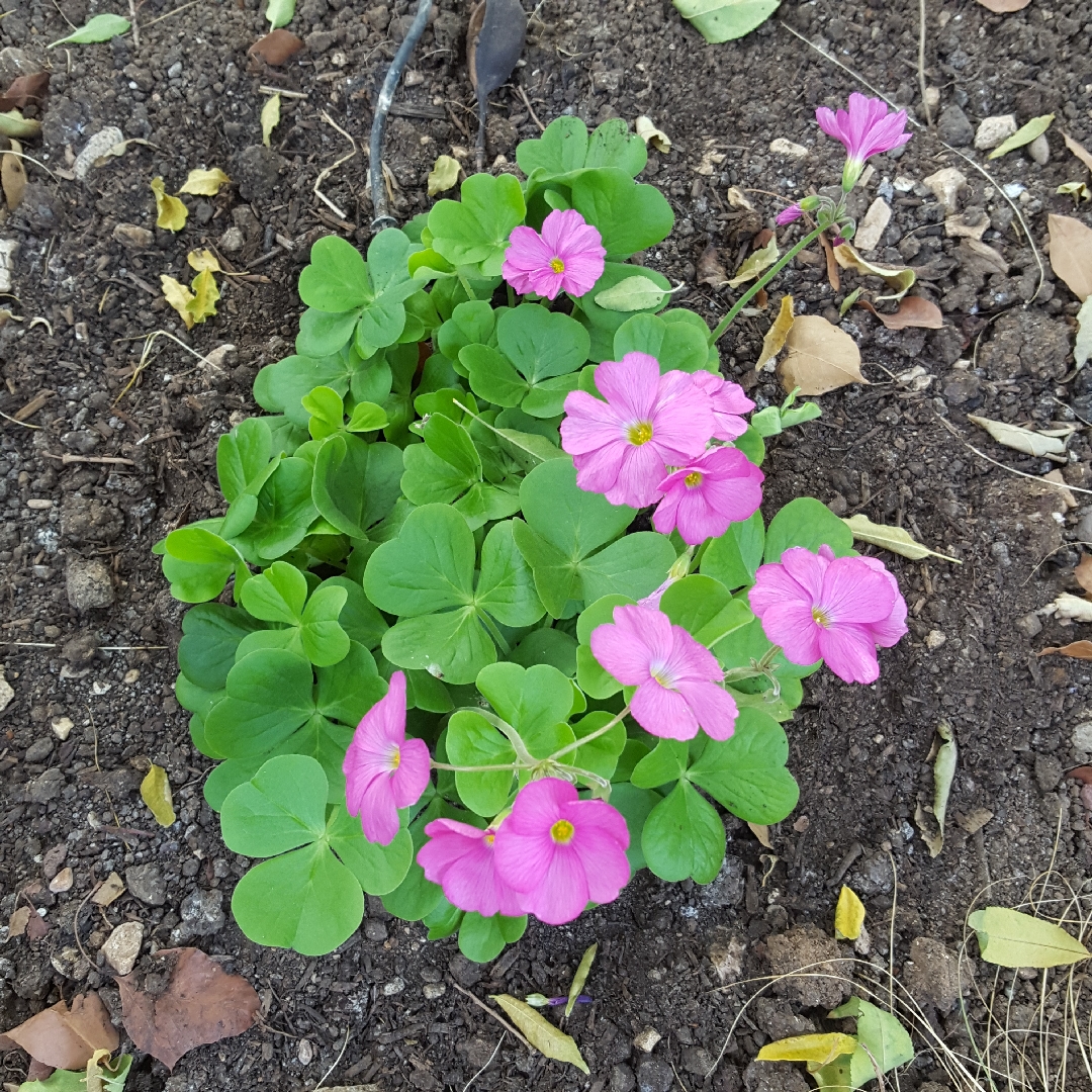 Кислица Боуви (Oxalis bowiei)