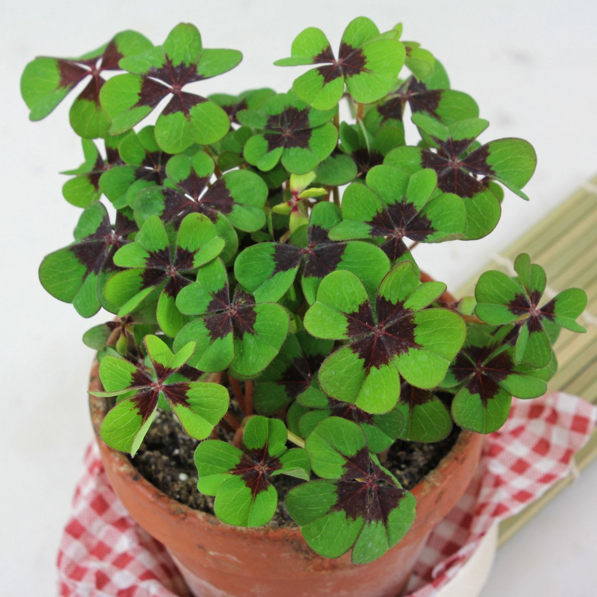 Кислица четырёхлистная (Oxalis tetraphylla)